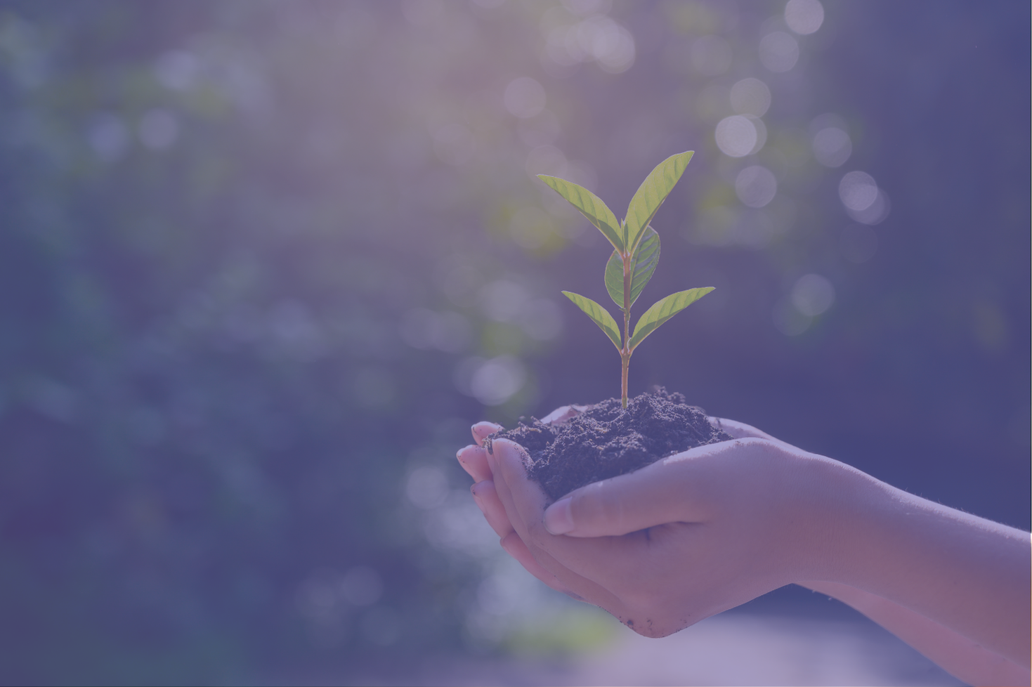 Hands holding soil and a small plant.